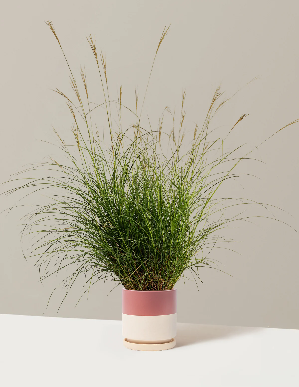 Dwarf Maiden Grass - Image 14