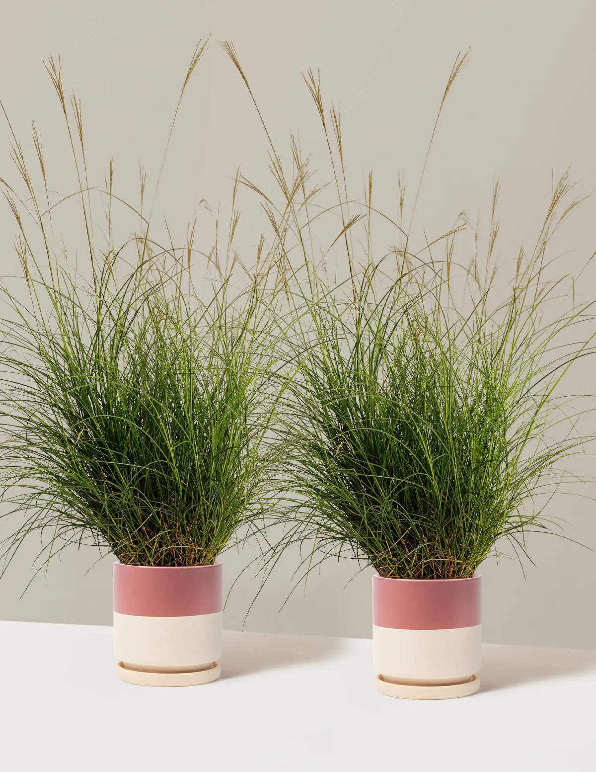 Dwarf Maiden Grass - Image 16