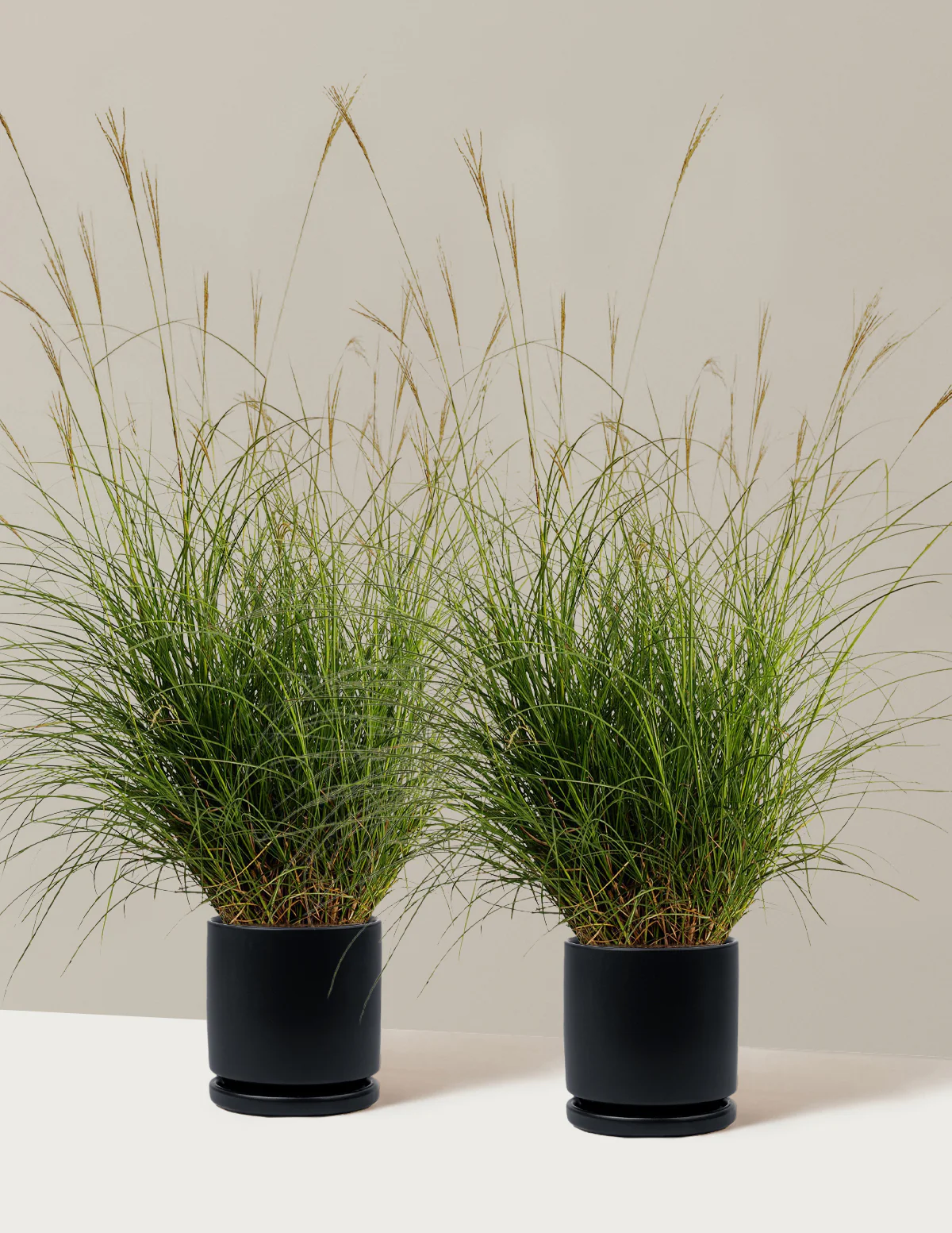 Dwarf Maiden Grass - Image 17