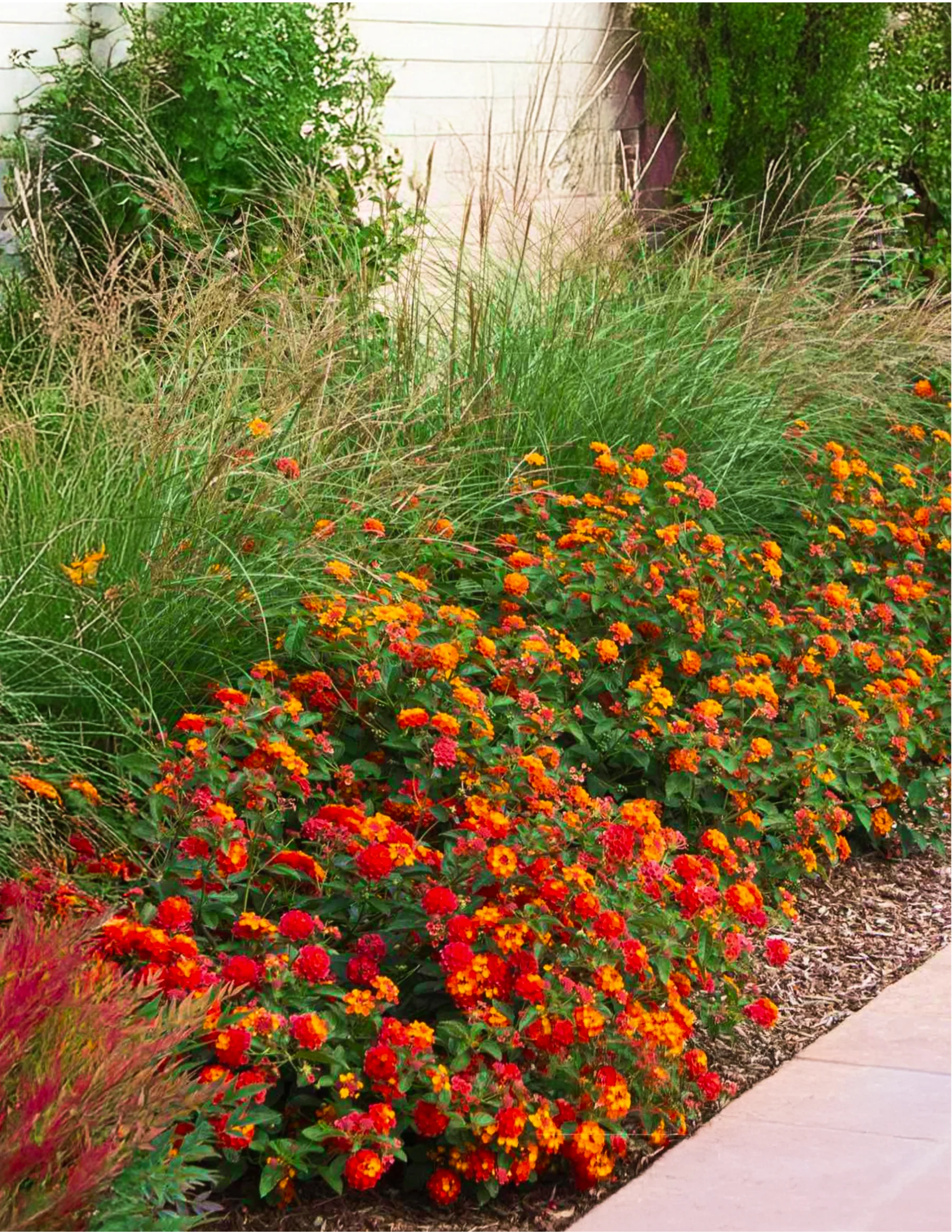 Dwarf Maiden Grass - Image 3