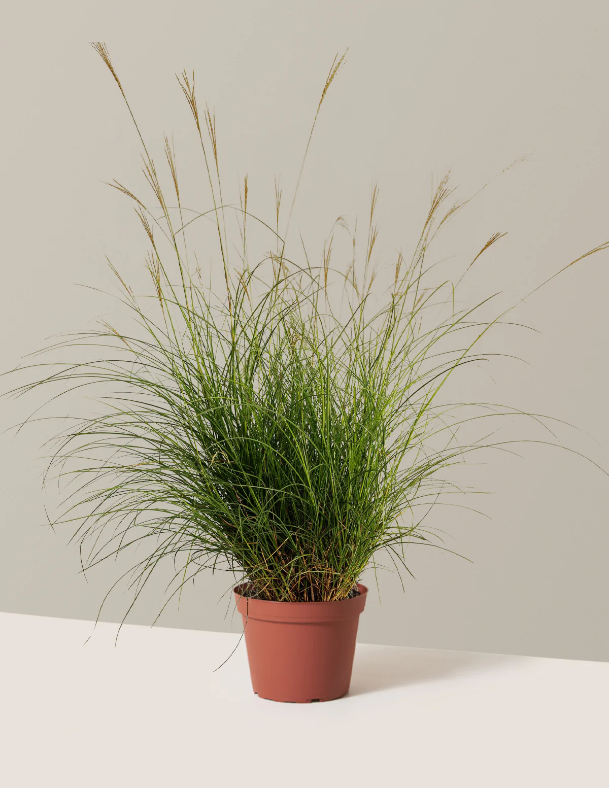 Dwarf Maiden Grass - Image 4