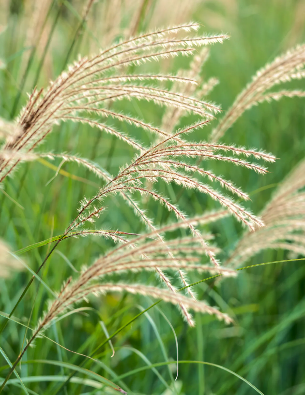 Dwarf Maiden Grass - Image 5