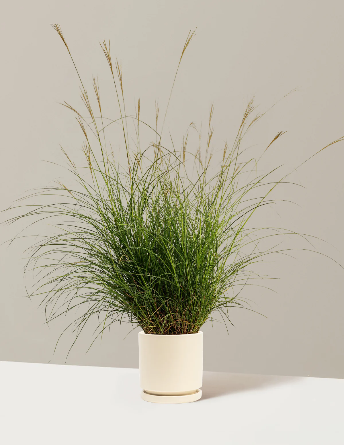 Dwarf Maiden Grass - Image 6