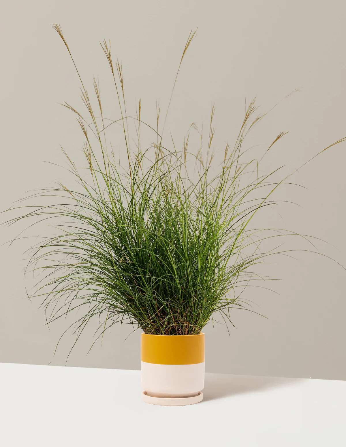 Dwarf Maiden Grass - Image 7