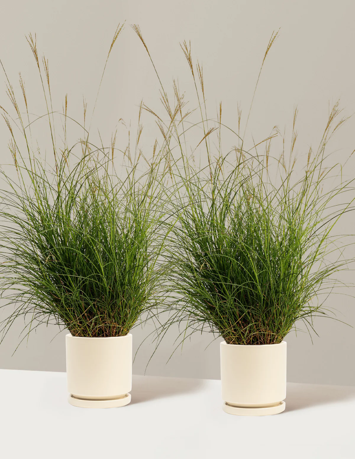 Dwarf Maiden Grass - Image 8