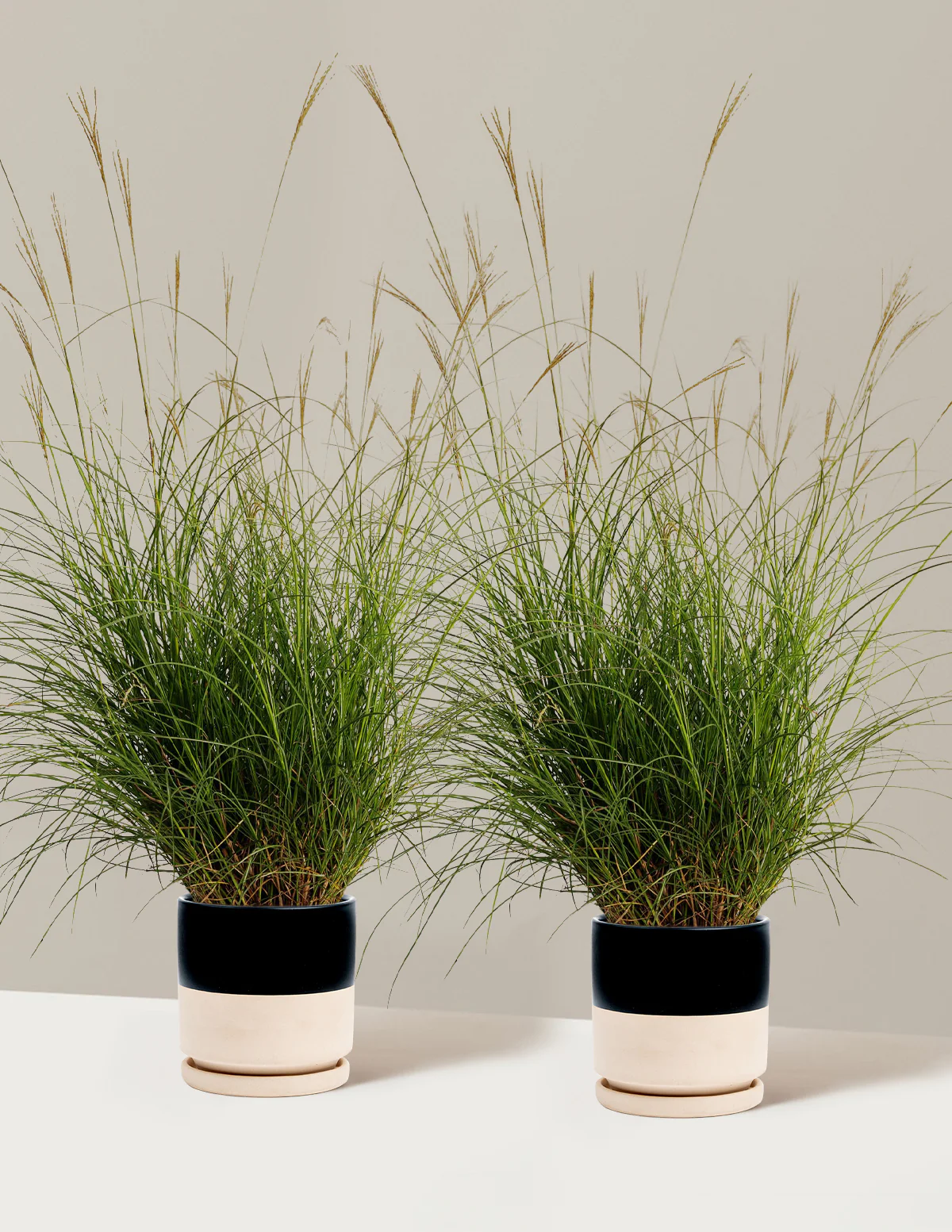 Dwarf Maiden Grass - Image 9