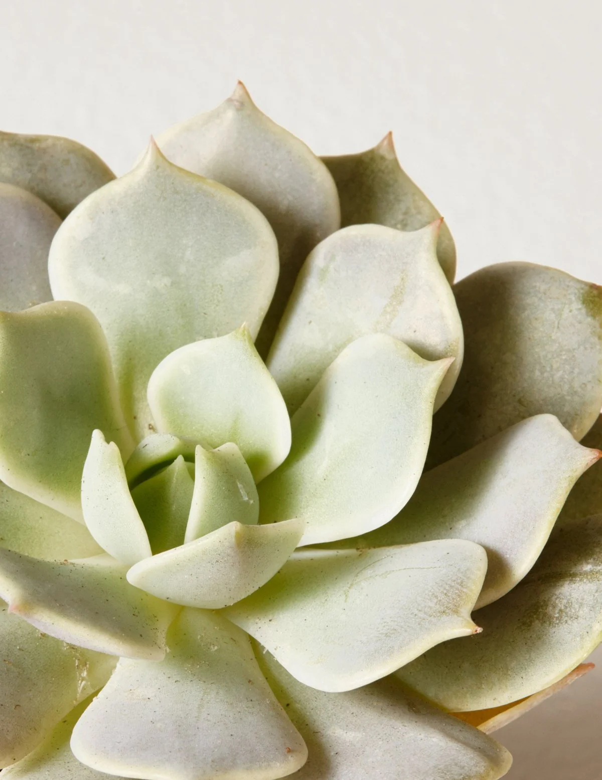 Succulent Squad Party Pack - Image 5