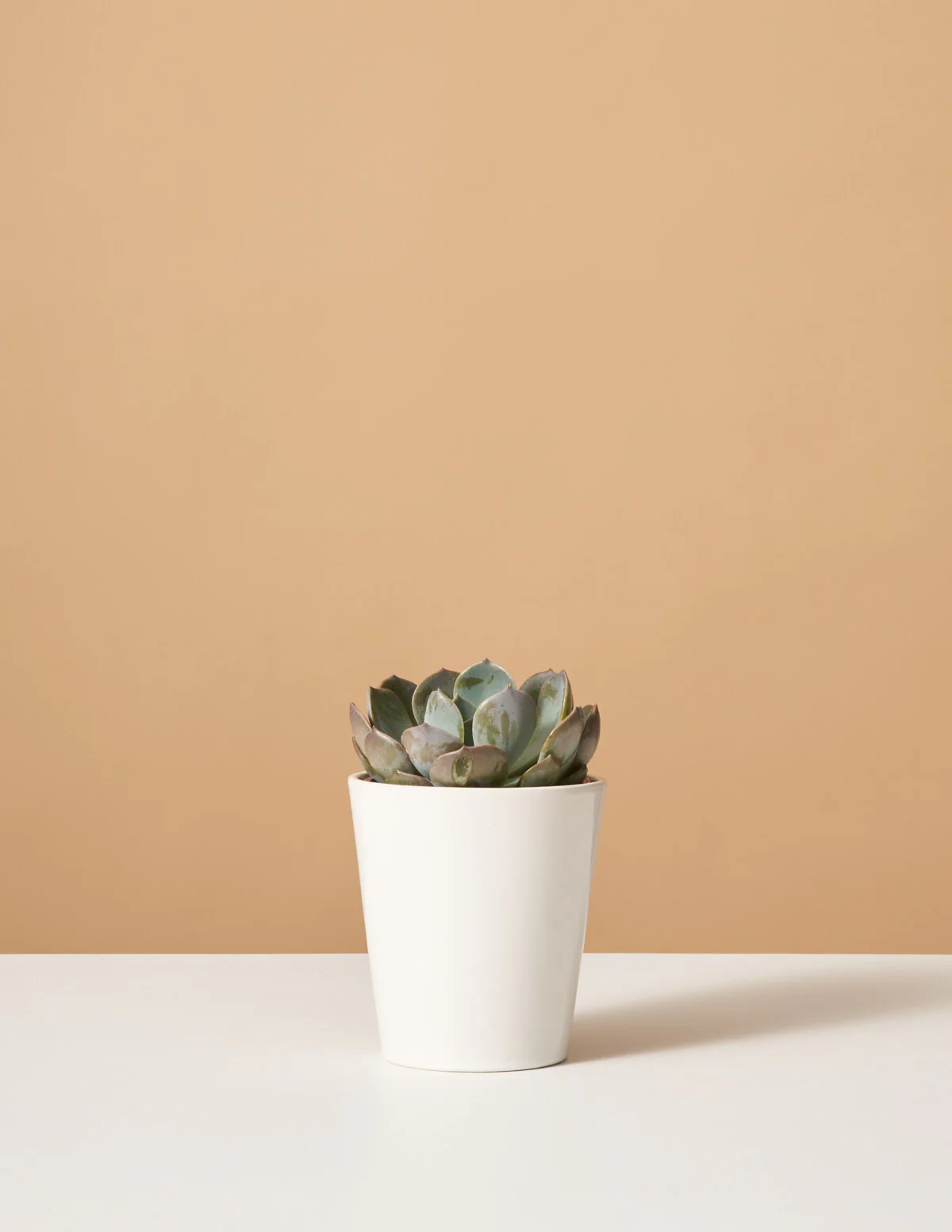 Echeveria Garotto - Image 3