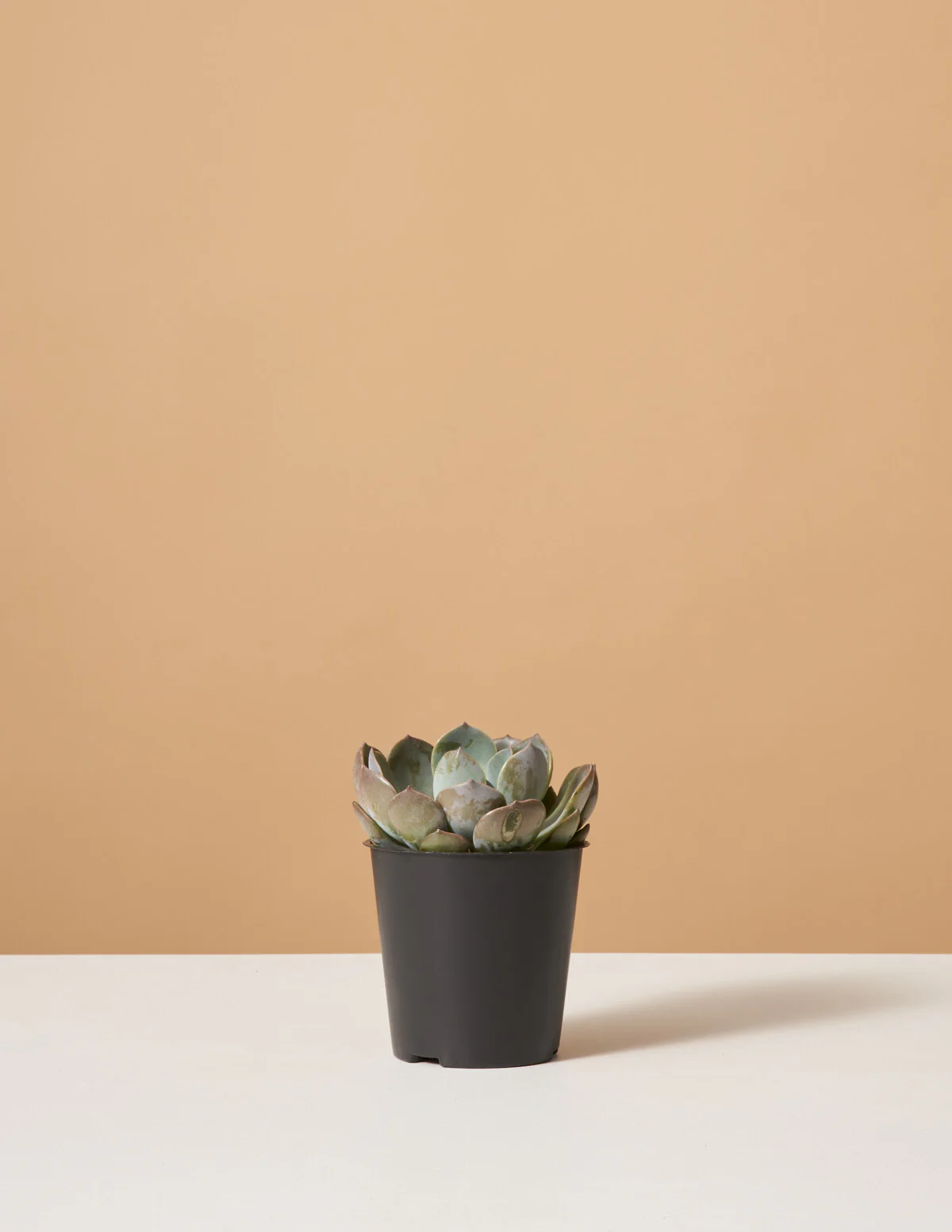 Echeveria Garotto - Image 4