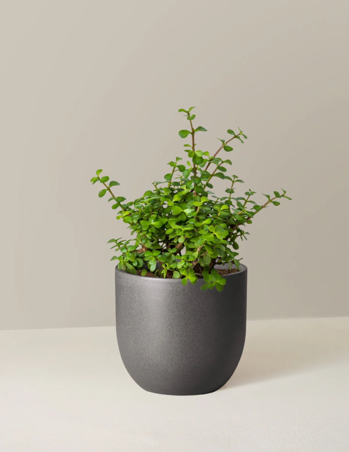 Elephant Bush Prosperity Plant - Image 10