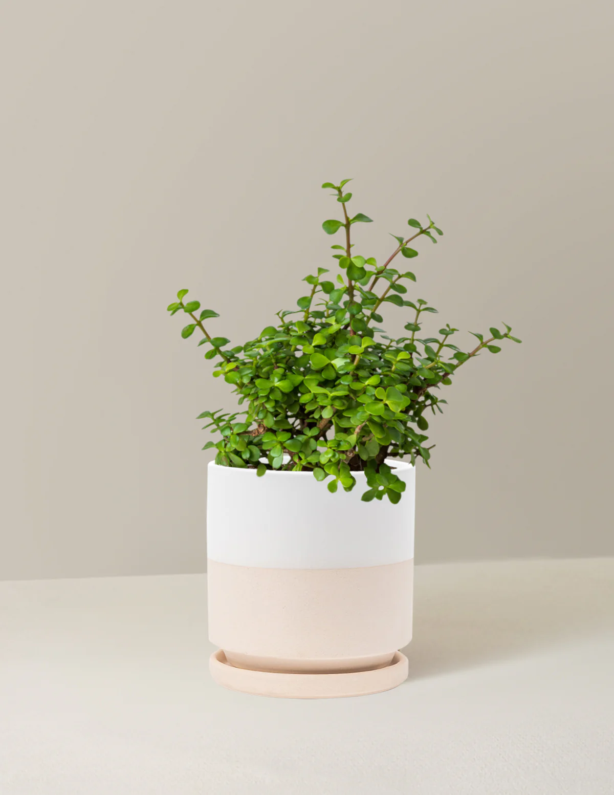 Elephant Bush Prosperity Plant - Image 11