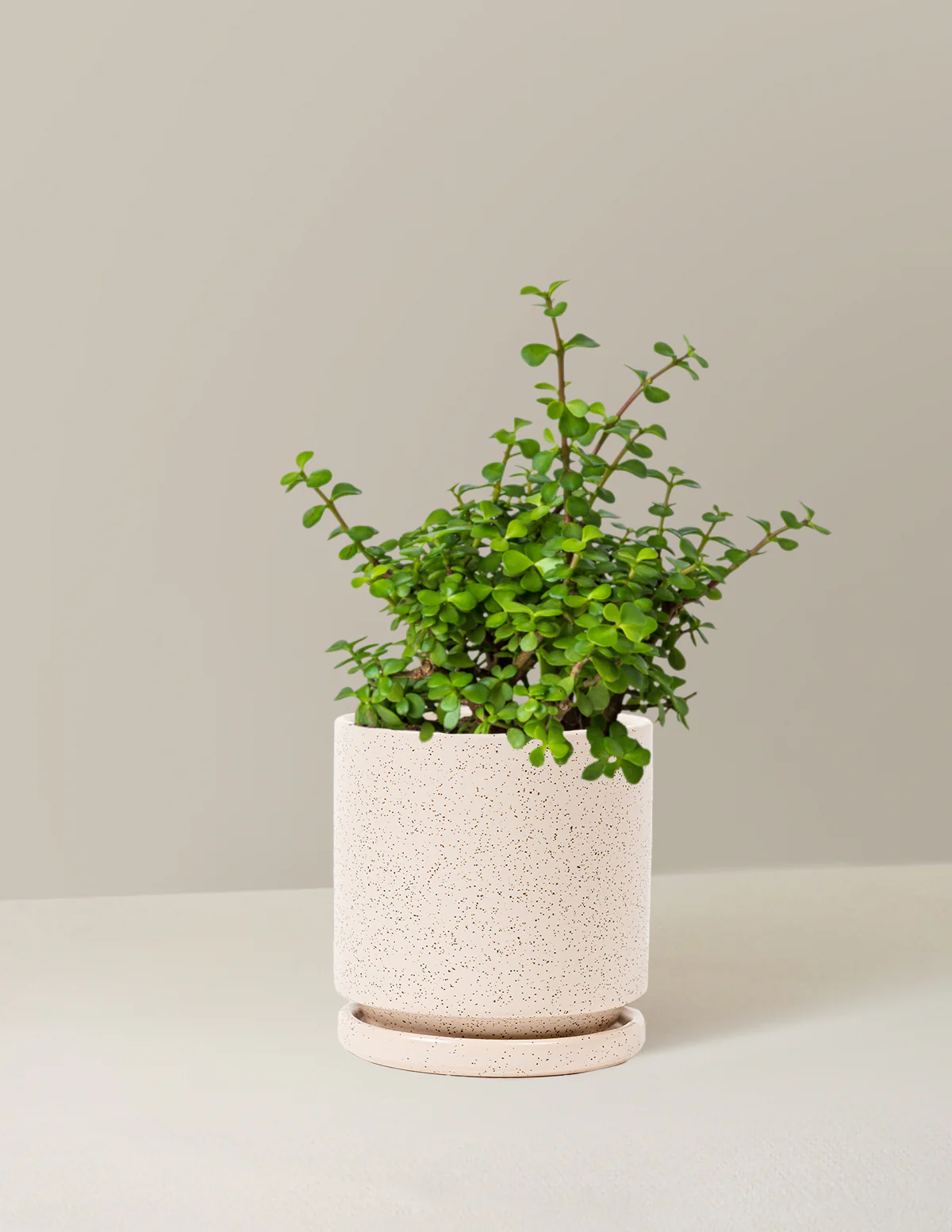 Elephant Bush Prosperity Plant - Image 12