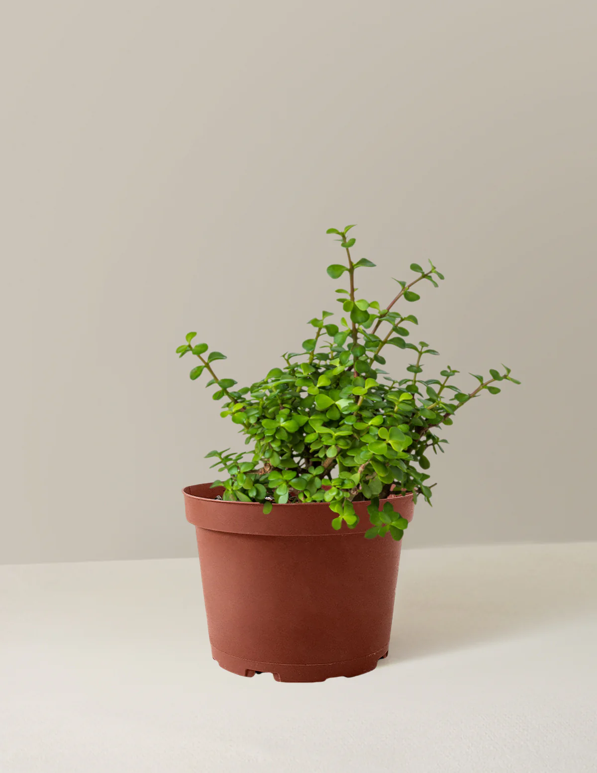 Elephant Bush Prosperity Plant - Image 13