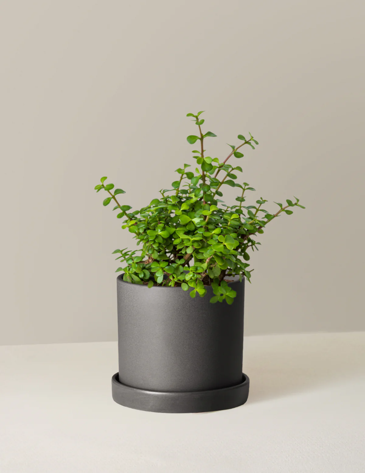 Elephant Bush Prosperity Plant - Image 14