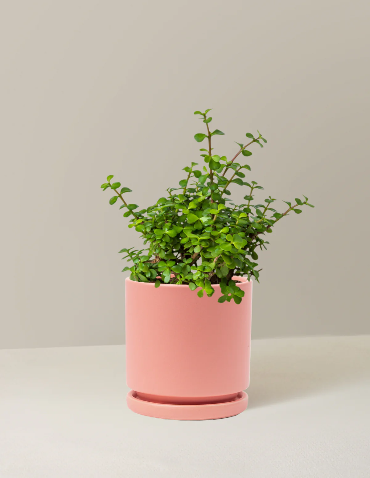 Elephant Bush Prosperity Plant - Image 15