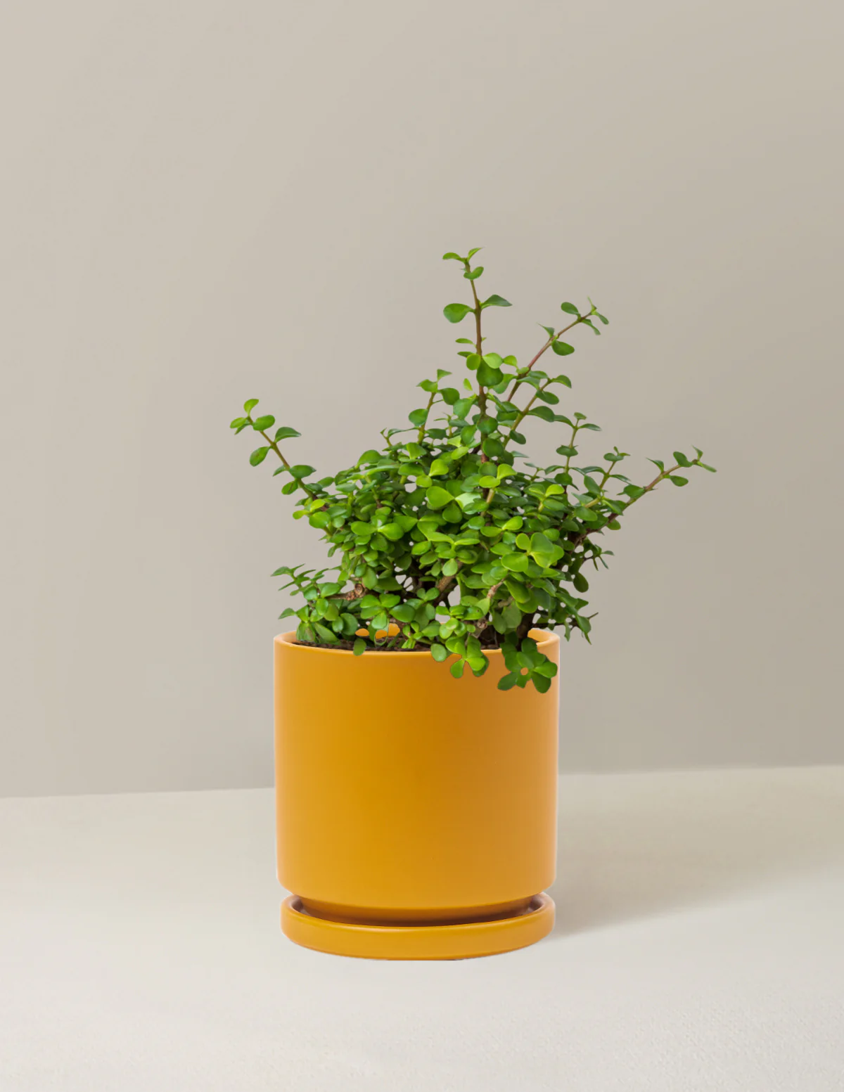 Elephant Bush Prosperity Plant - Image 18