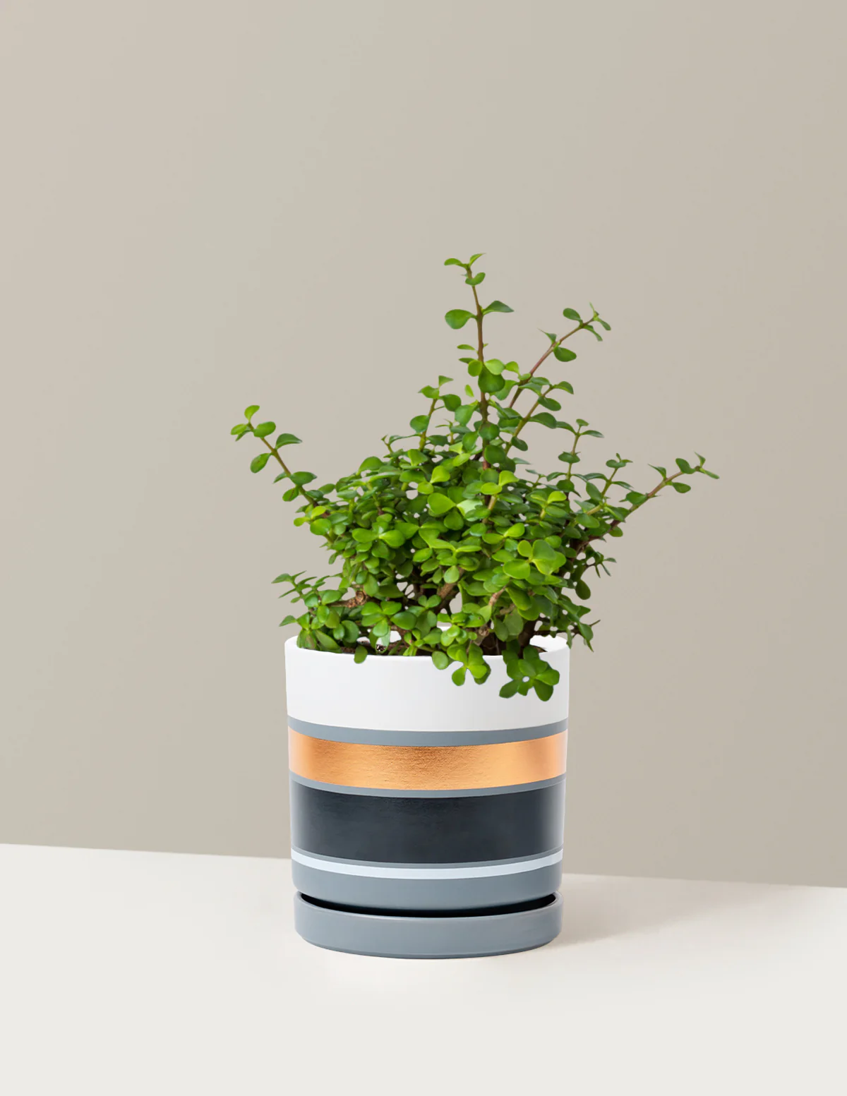 Elephant Bush Prosperity Plant - Image 20