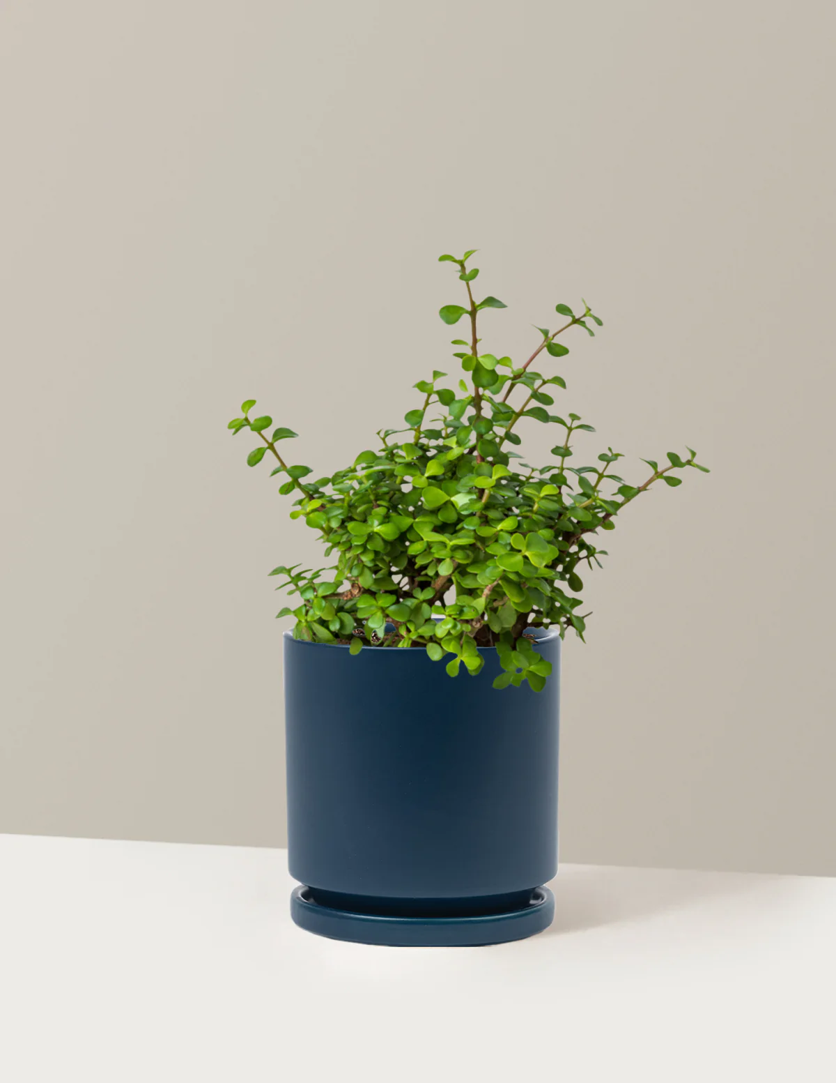 Elephant Bush Prosperity Plant - Image 21