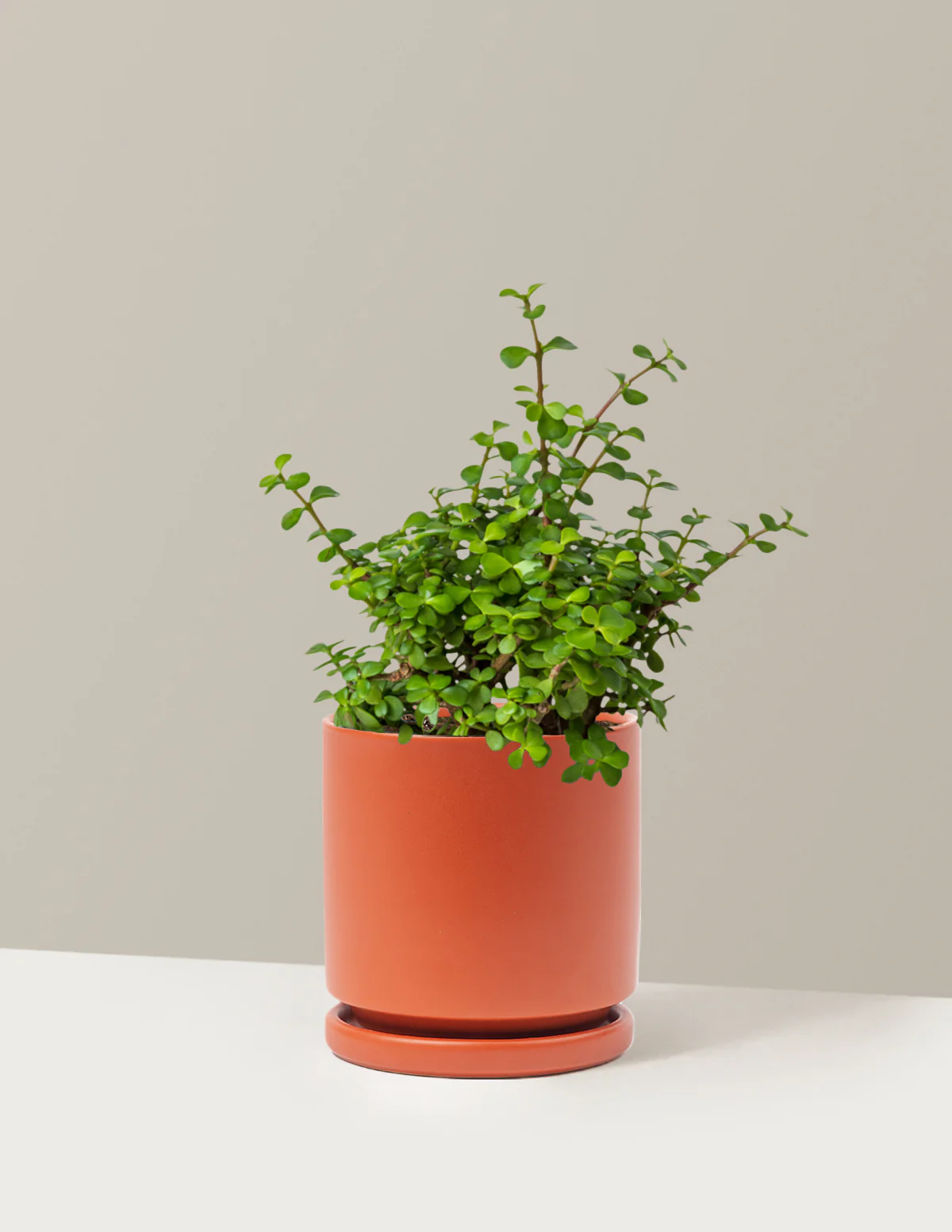 Elephant Bush Prosperity Plant - Image 22