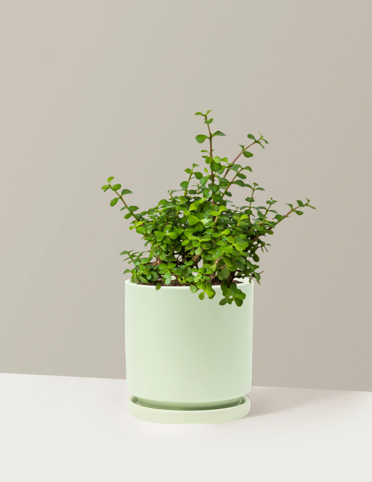 Elephant Bush Prosperity Plant - Image 24