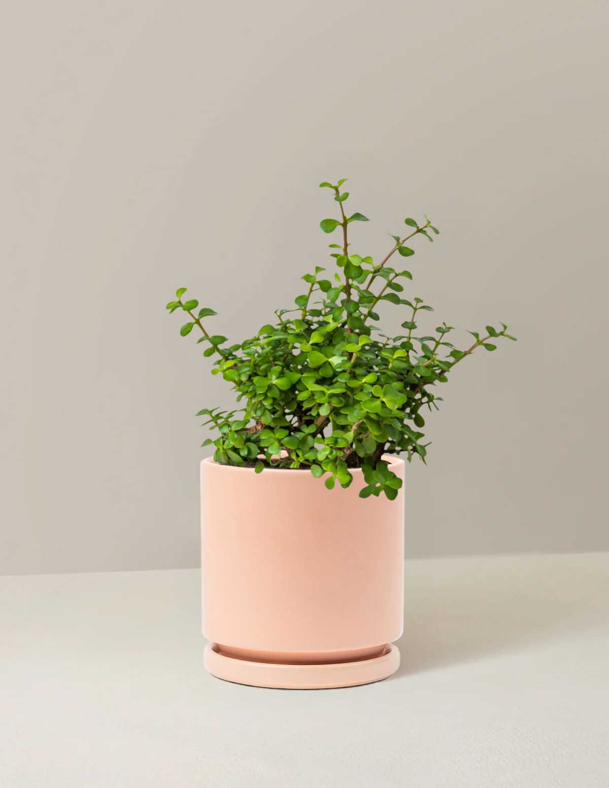 Elephant Bush Prosperity Plant - Image 26