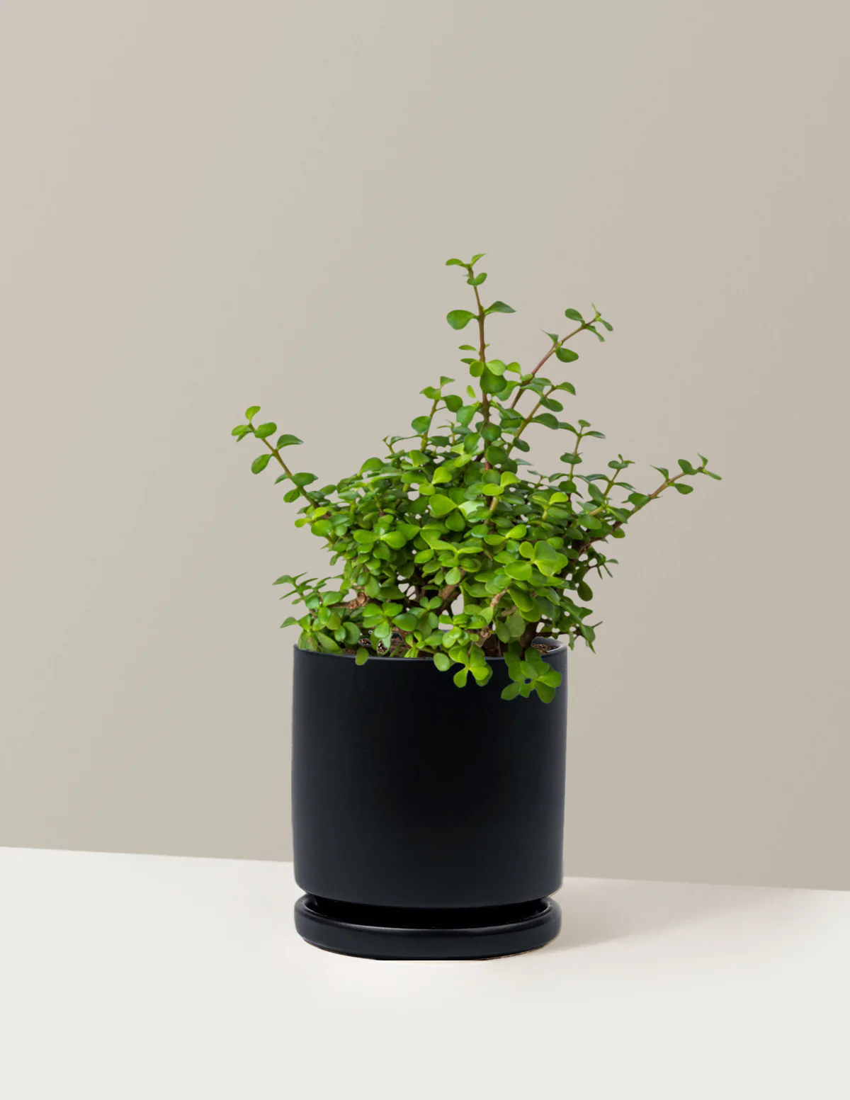 Elephant Bush Prosperity Plant - Image 5