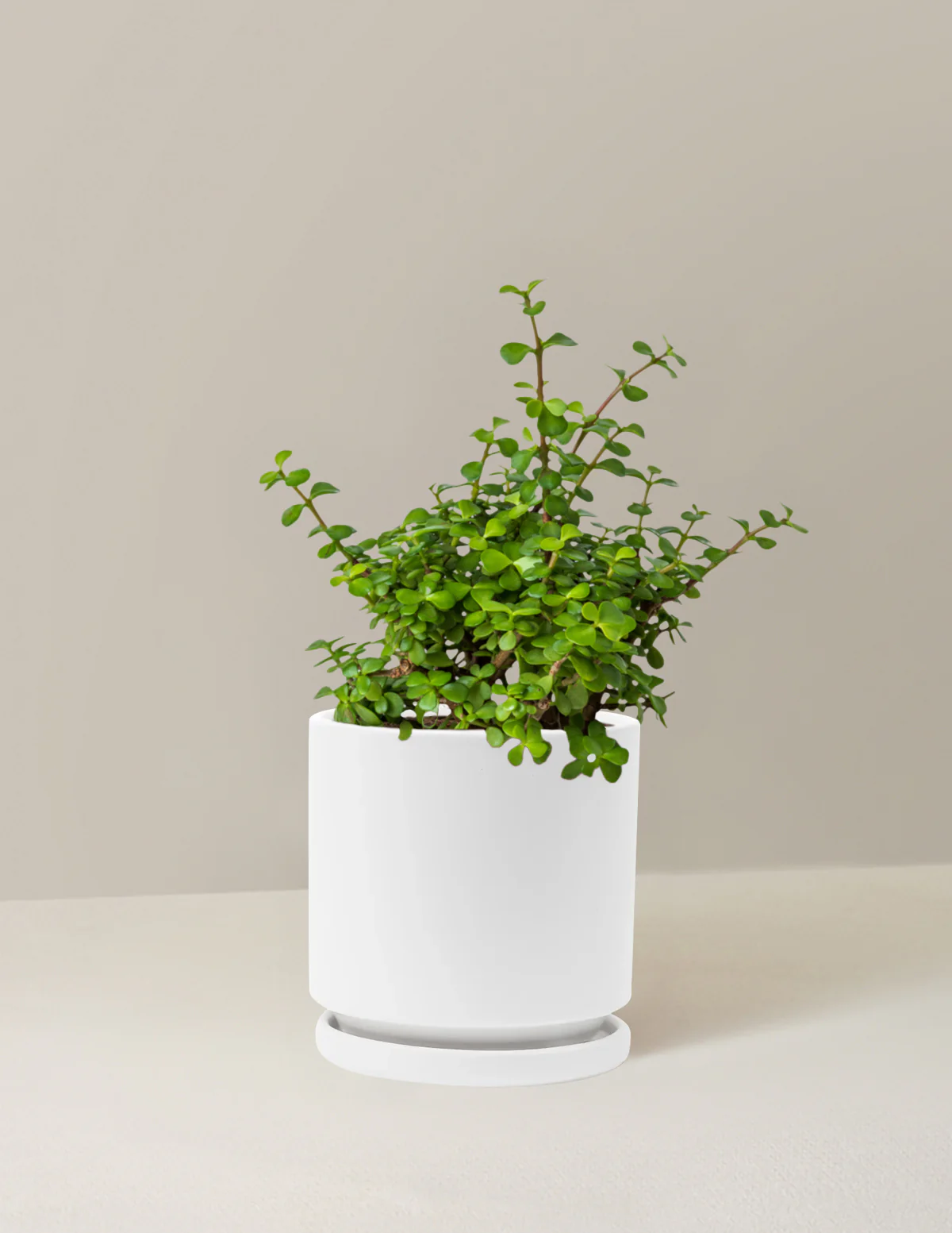 Elephant Bush Prosperity Plant - Image 6