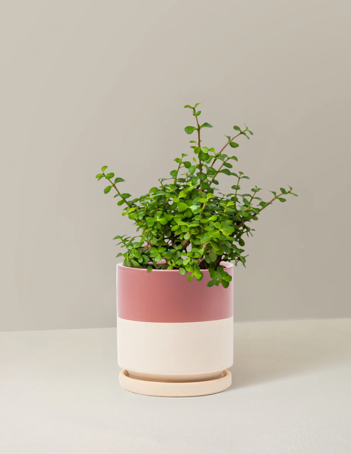 Elephant Bush Prosperity Plant - Image 7