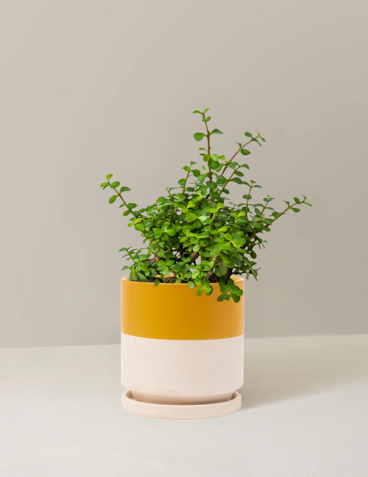 Elephant Bush Prosperity Plant - Image 8