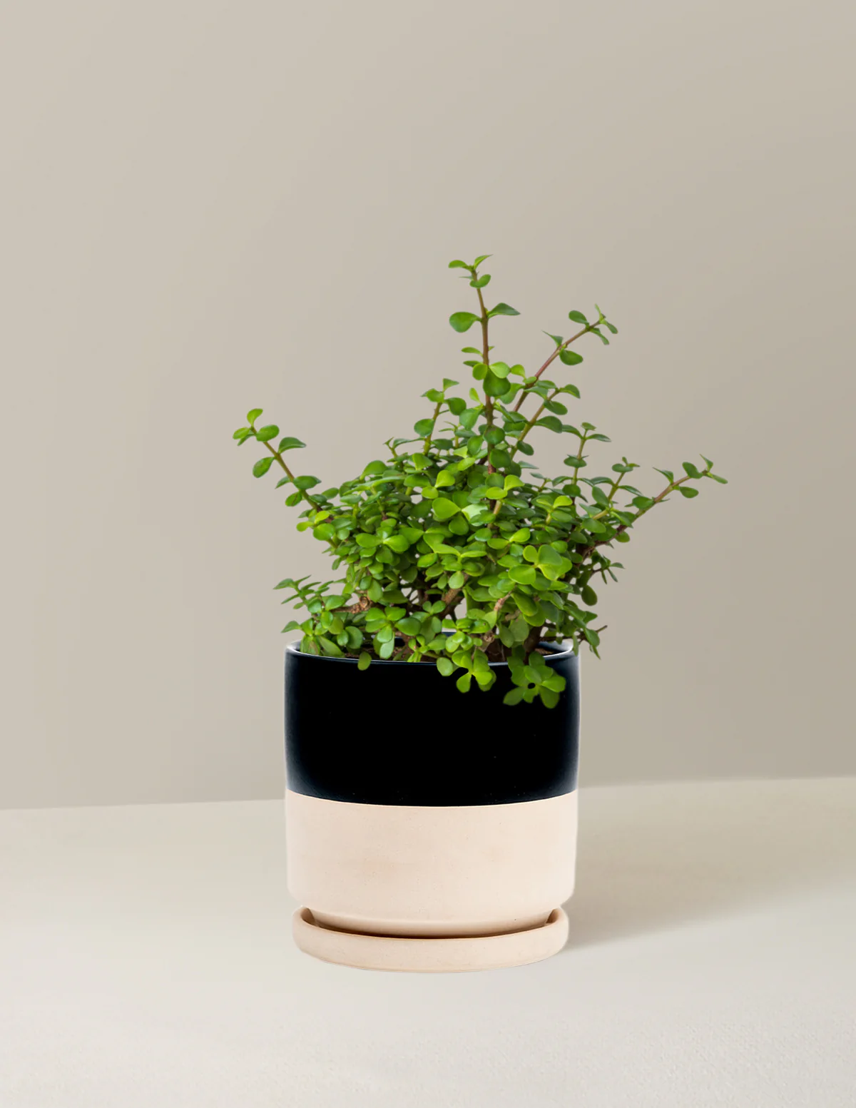 Elephant Bush Prosperity Plant - Image 9