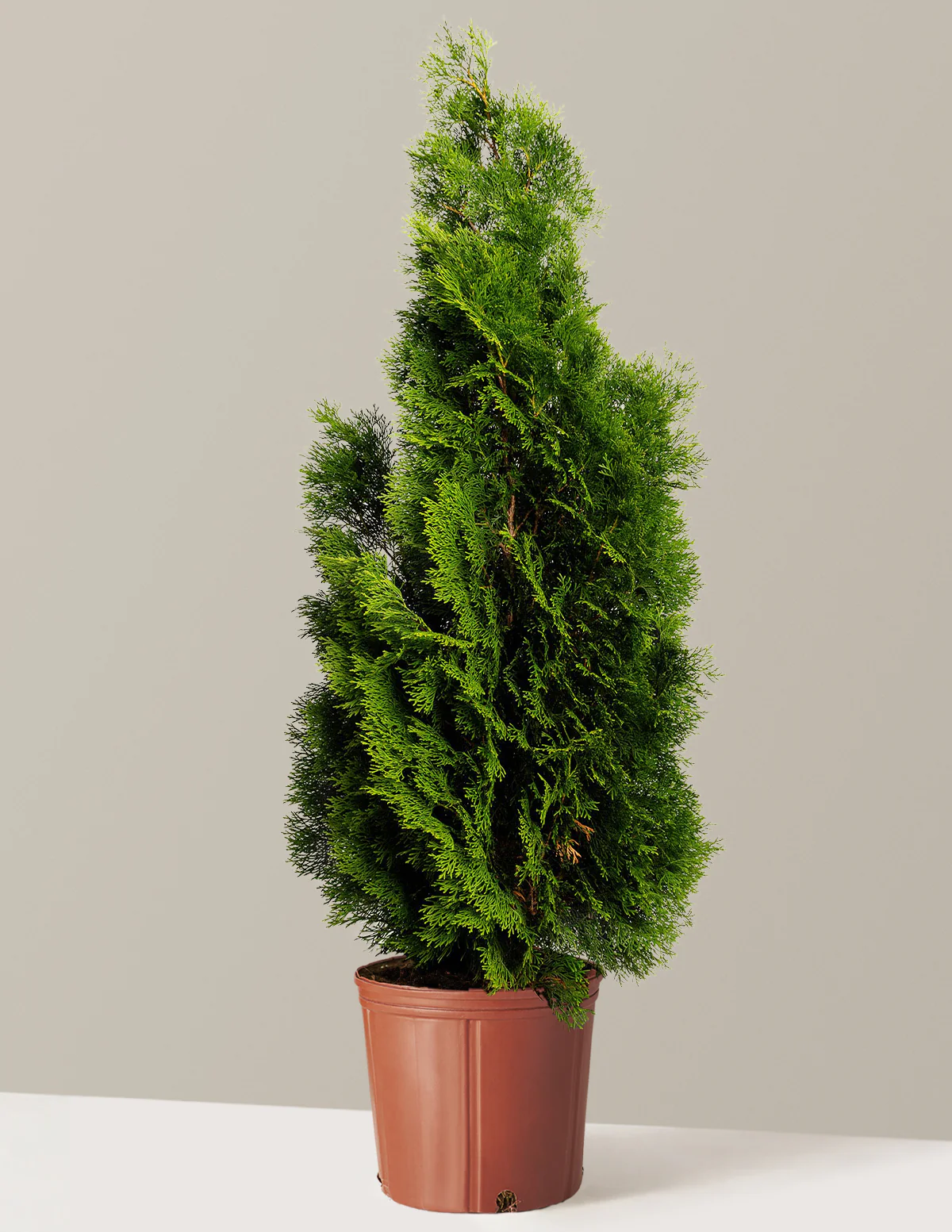 Emerald Green Arborvitae - Image 3