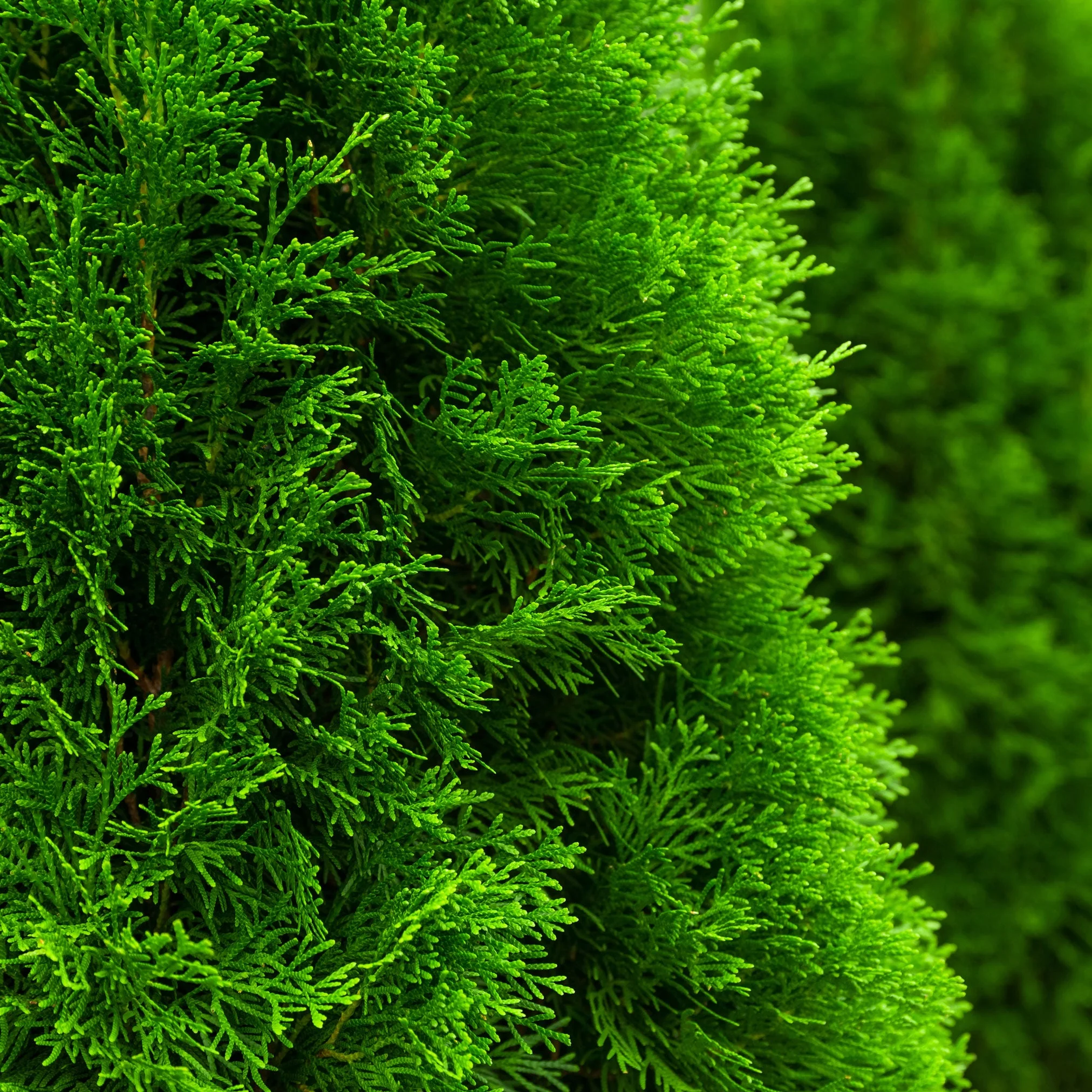 Emerald Green Arborvitae - Image 4