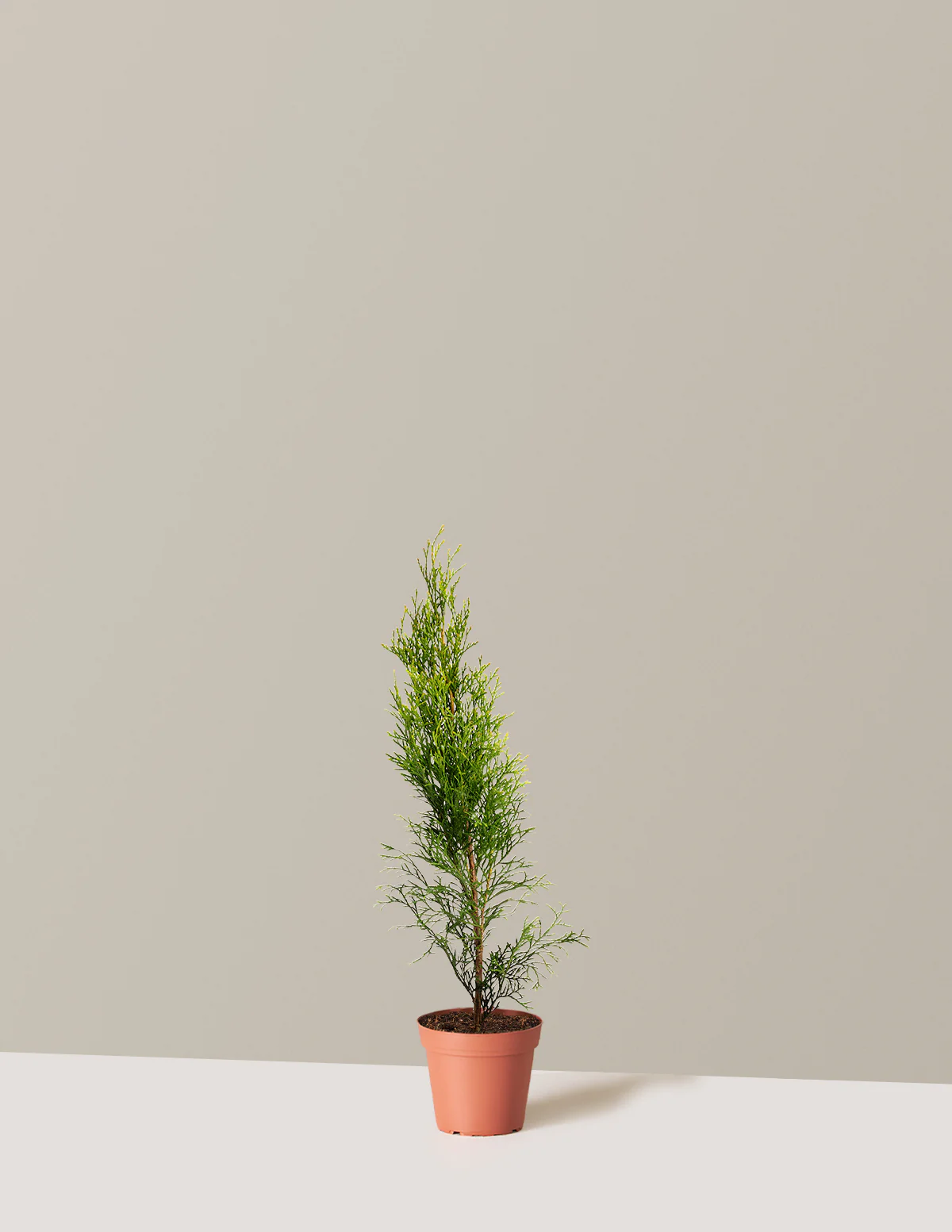 Emerald Green Arborvitae - Image 5