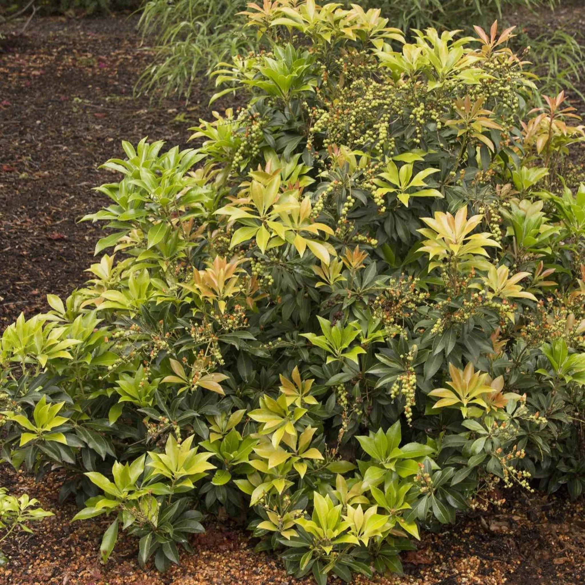 Enchanted Forest® River Run™ Pieris - Image 3