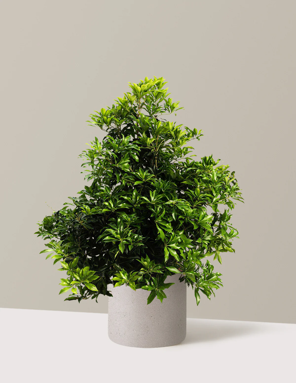 Enchanted Forest® River Run™ Pieris - Image 6