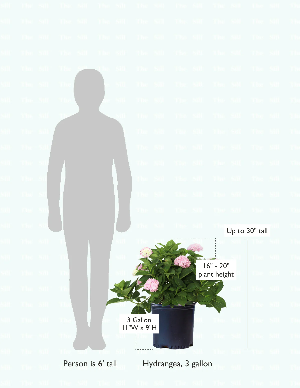 Endless Summer® Hydrangea - Image 11