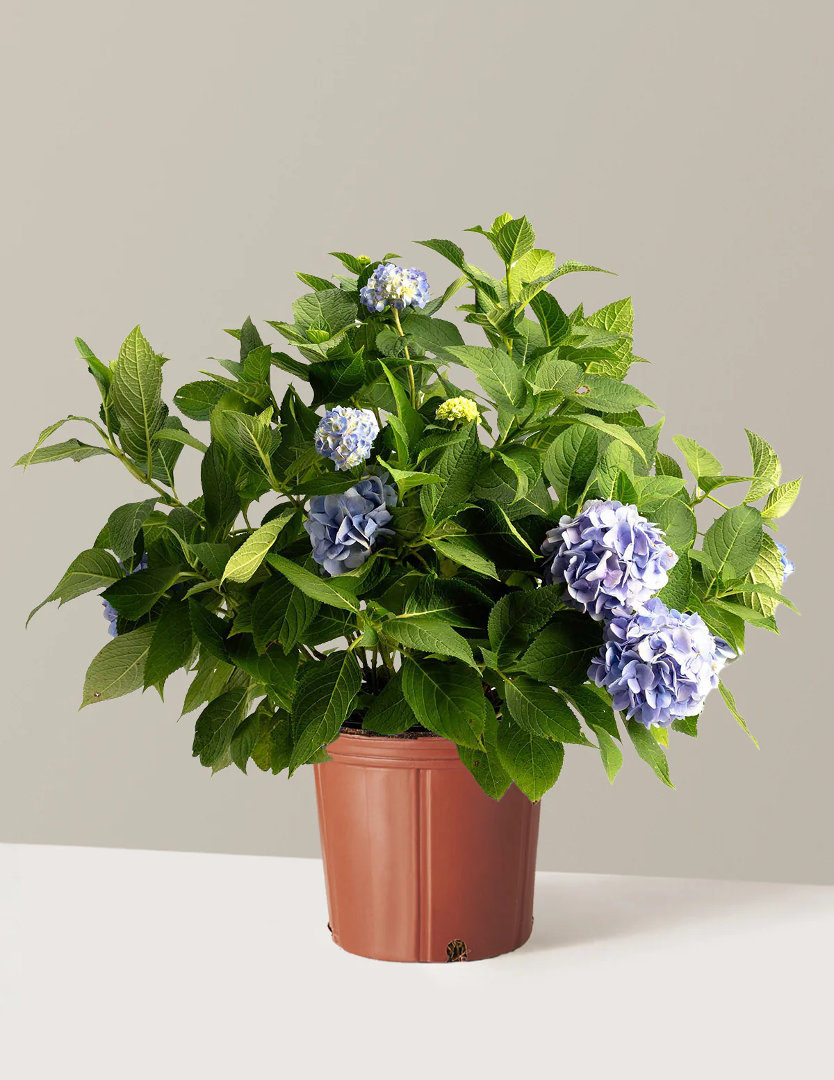 Endless Summer® Hydrangea - Image 12