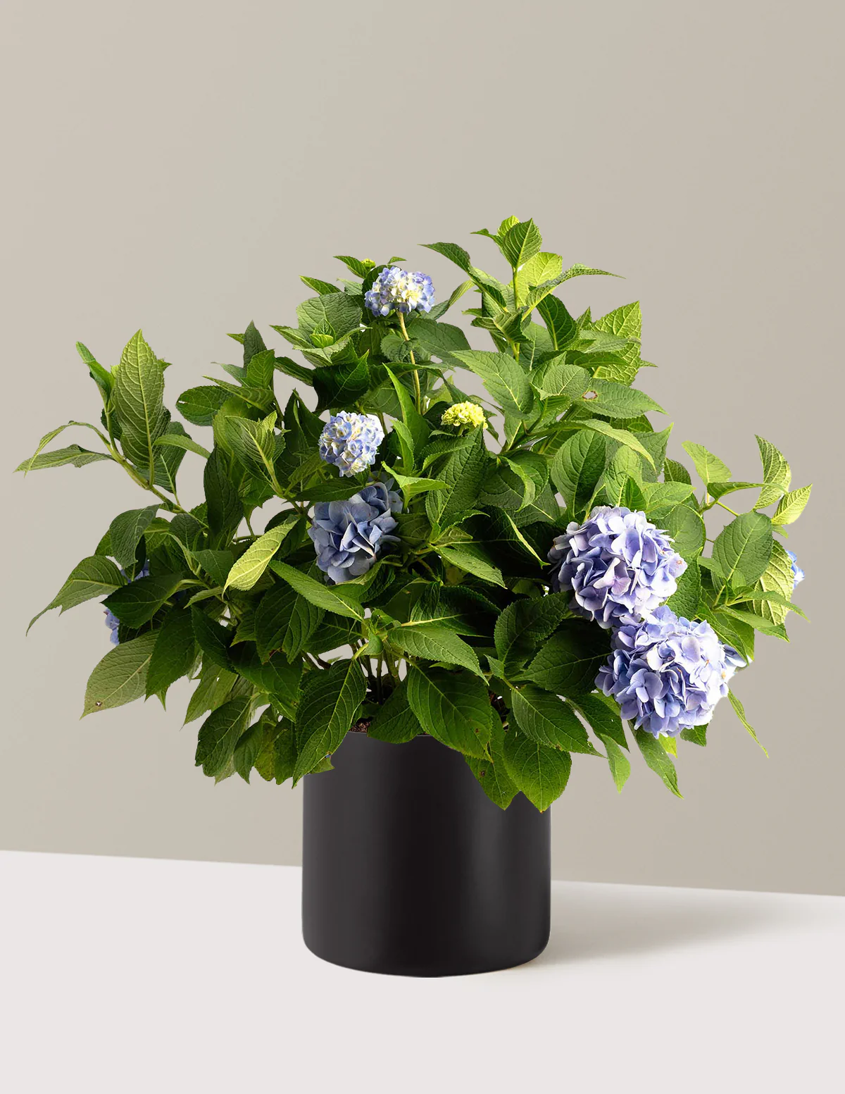 Endless Summer® Hydrangea - Image 13