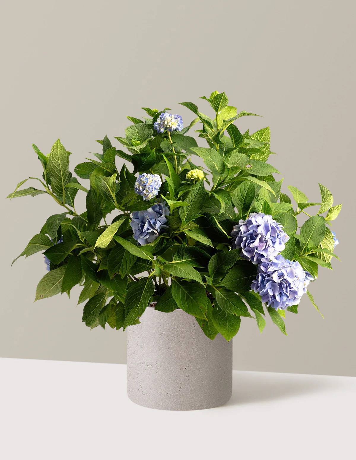Endless Summer® Hydrangea - Image 14