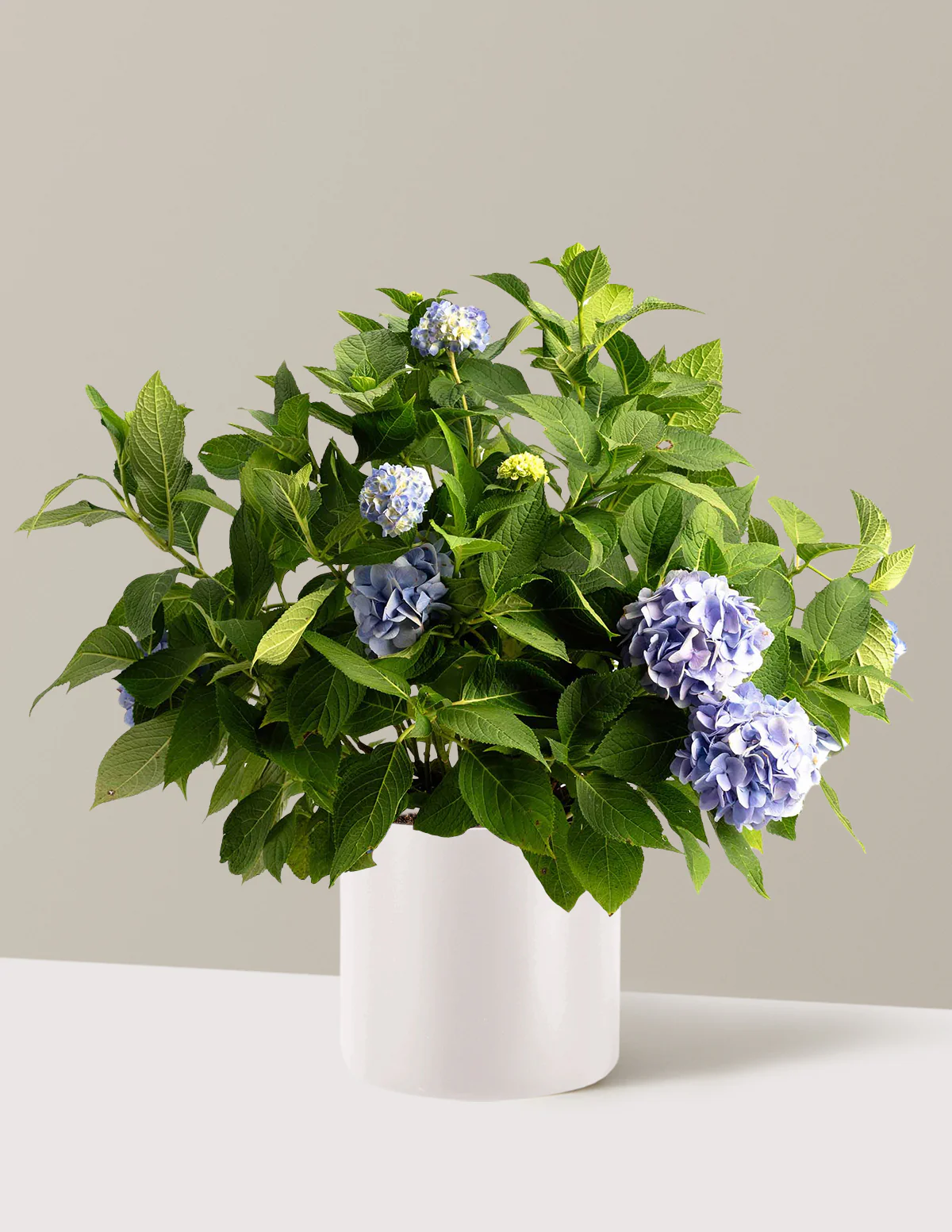 Endless Summer® Hydrangea - Image 15