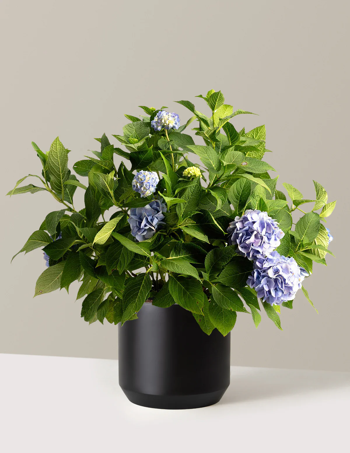 Endless Summer® Hydrangea - Image 16
