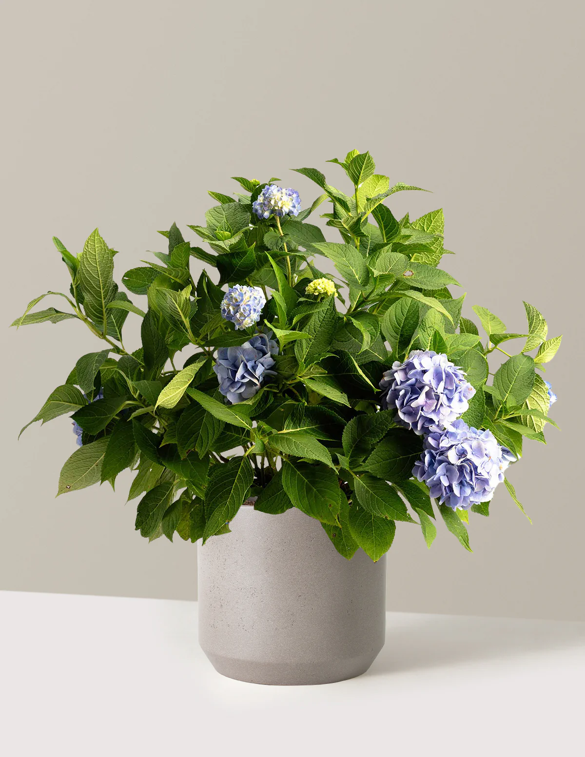 Endless Summer® Hydrangea - Image 17