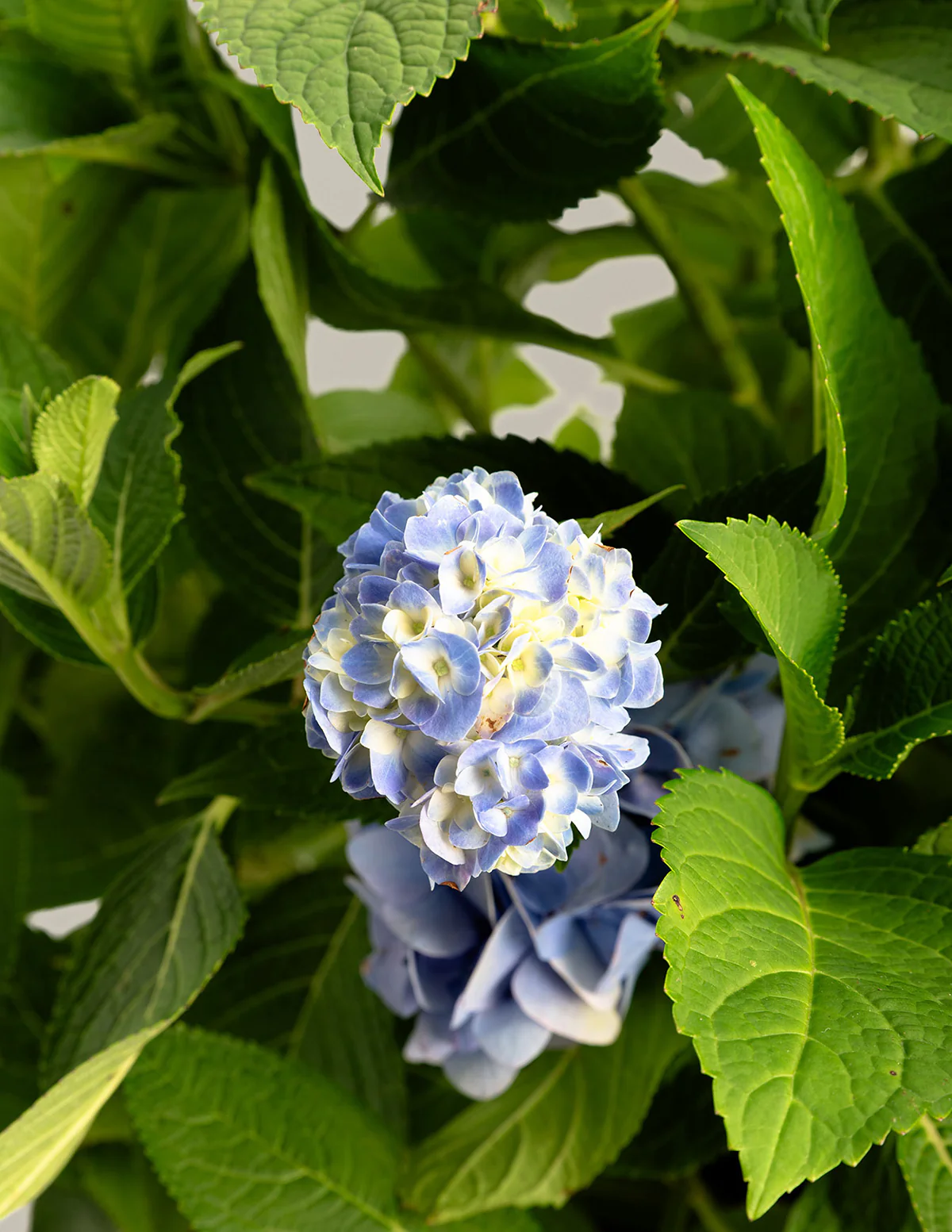 Endless Summer® Hydrangea - Image 3