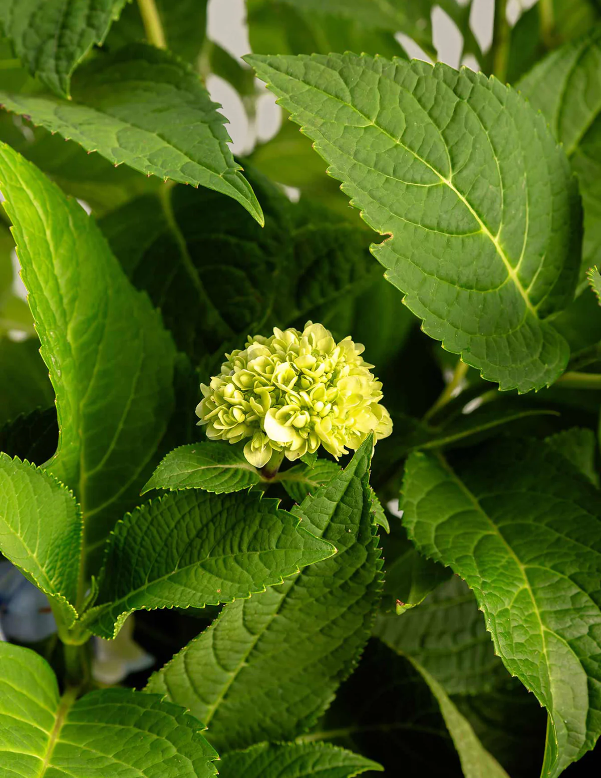 Endless Summer® Hydrangea - Image 4