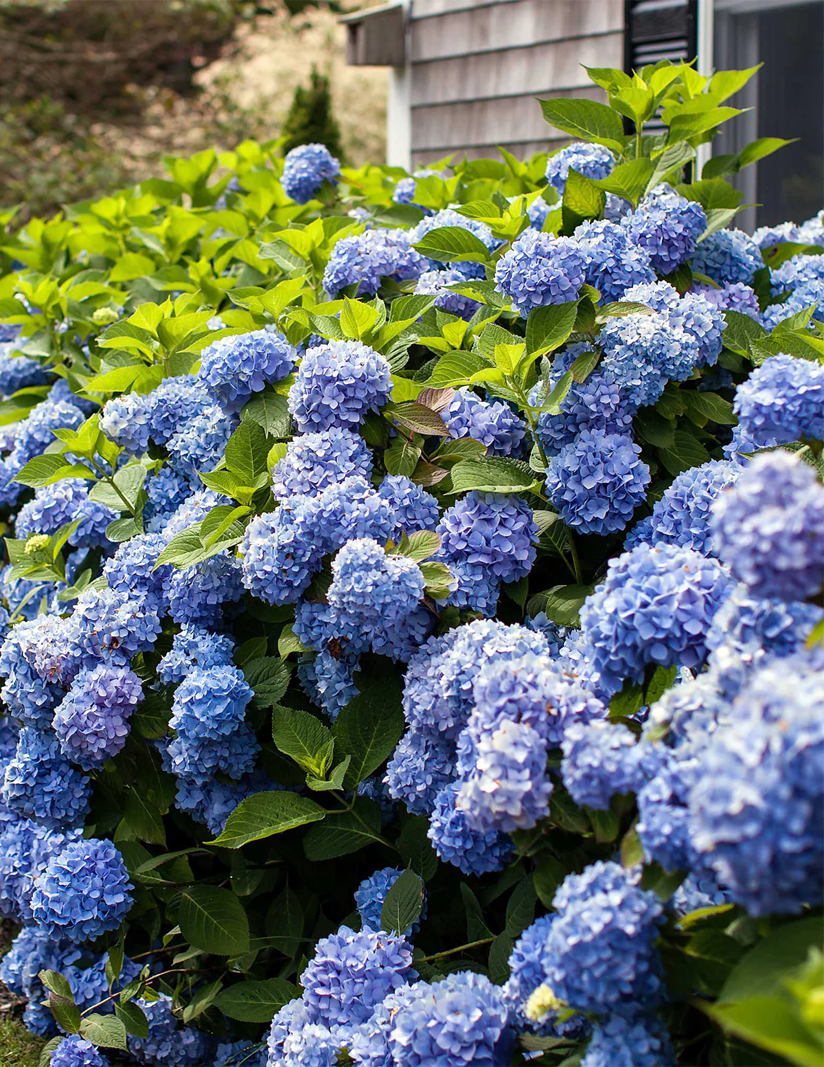 Endless Summer® Hydrangea - Image 5