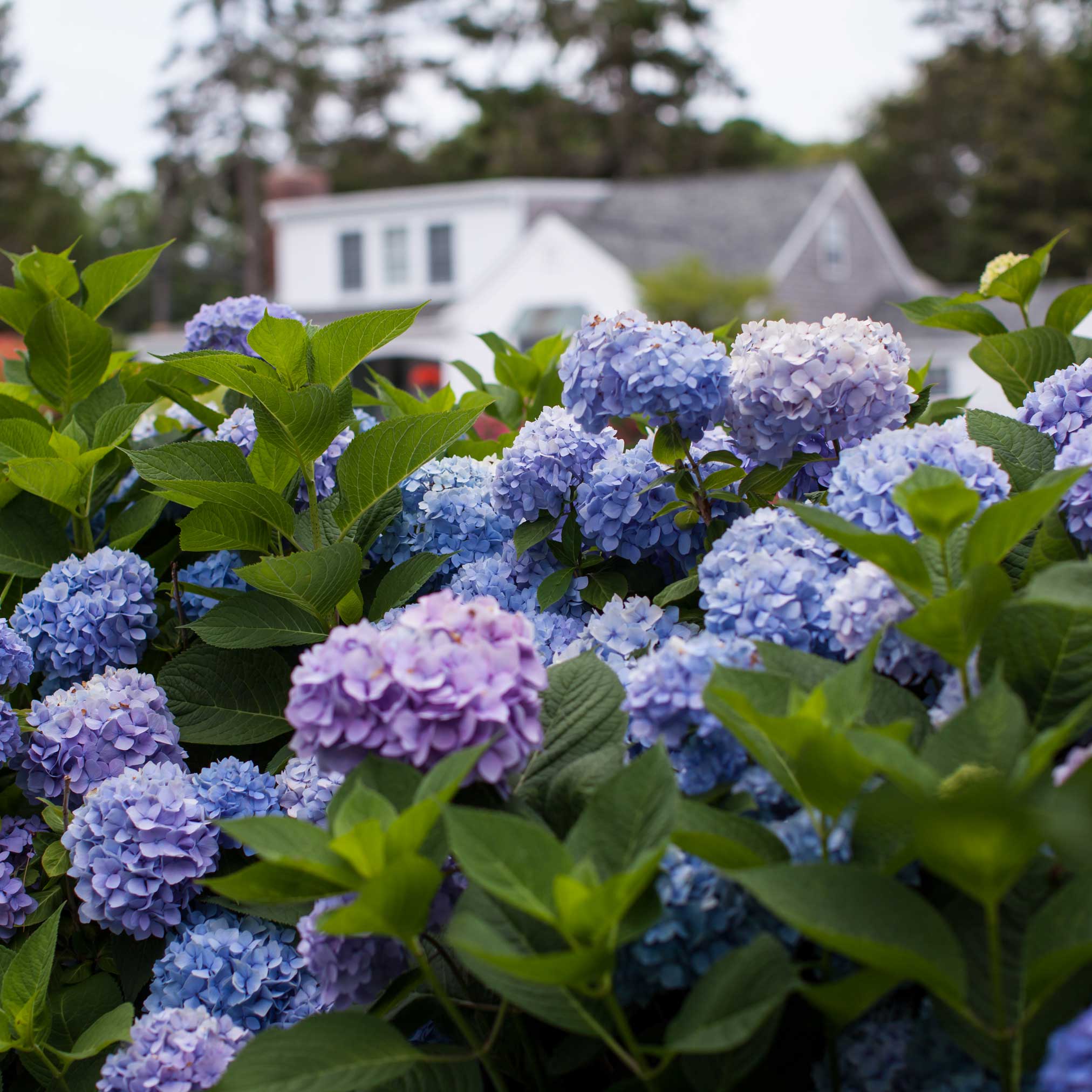 Endless Summer® Hydrangea - Image 7