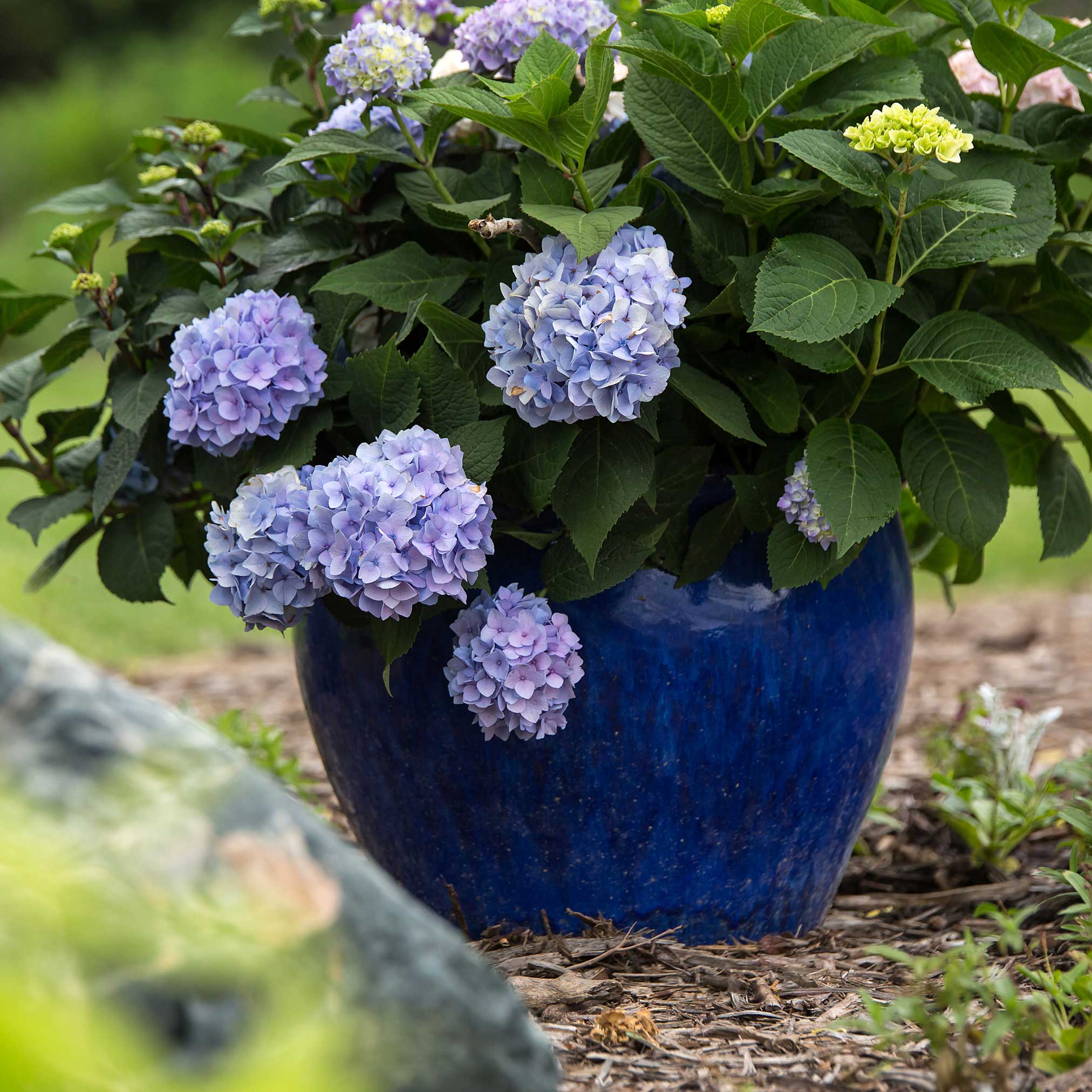 Endless Summer® Hydrangea - Image 8