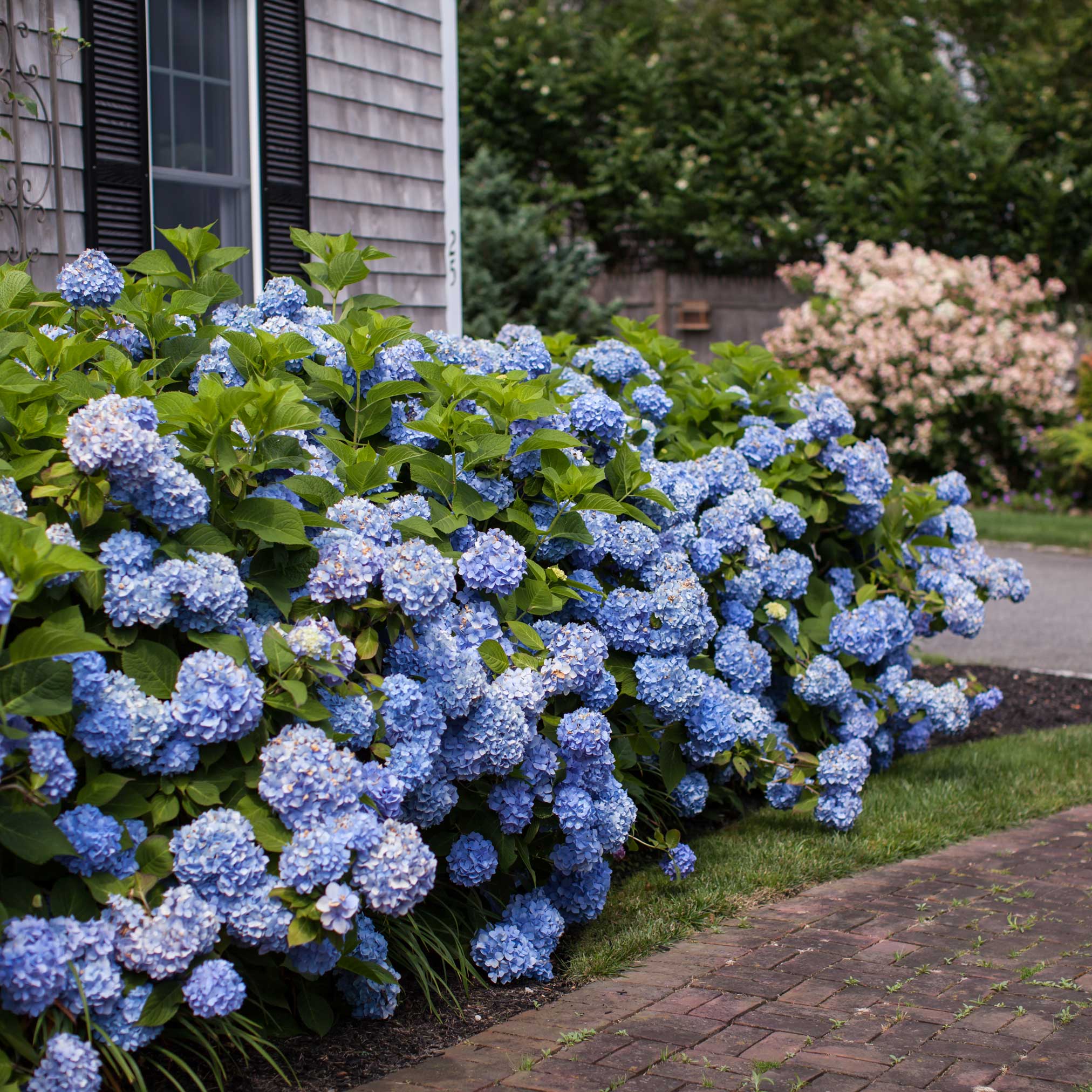Endless Summer® Hydrangea - Image 9