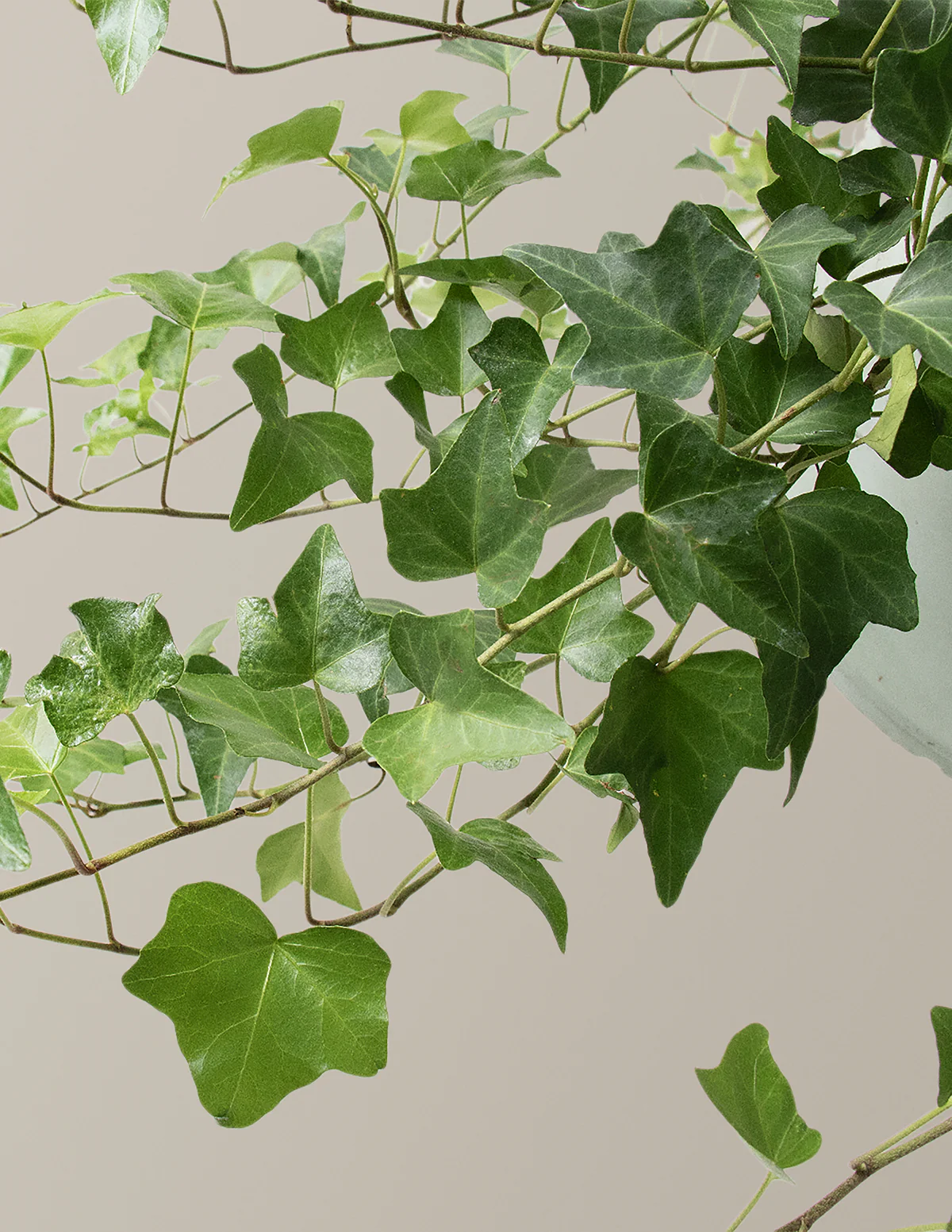 English Ivy Hanging Basket - Image 3