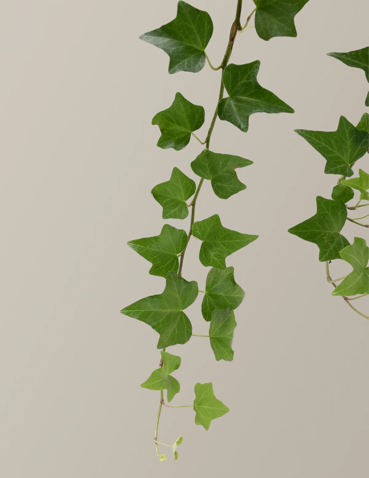 English Ivy Hanging Basket - Image 4
